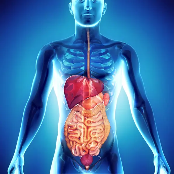 Digital illustration of a human body showing internal digestive organs, including the esophagus, liver, stomach, intestines, and bladder, highlighted within a semi-transparent torso.